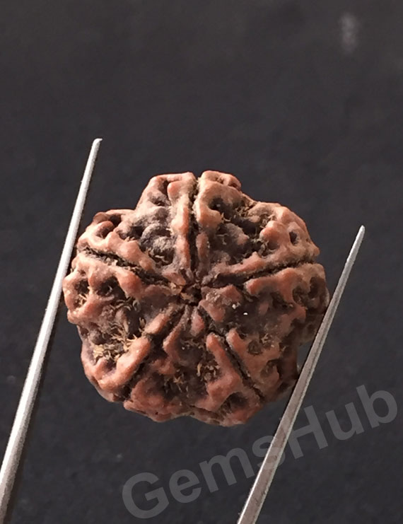 5 Mukhi Certified Nepali Rudraksha